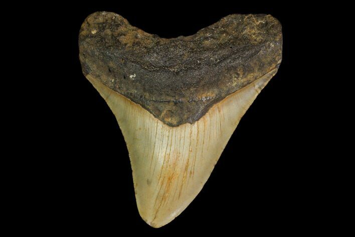 Fossil Megalodon Tooth - North Carolina #147020